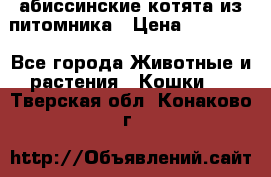 абиссинские котята из питомника › Цена ­ 15 000 - Все города Животные и растения » Кошки   . Тверская обл.,Конаково г.